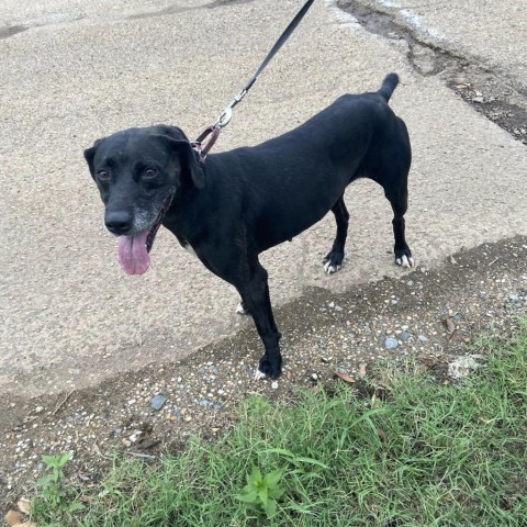 Sadie, an adoptable Black Labrador Retriever, Mixed Breed in Natchitoches, LA, 71457 | Photo Image 3