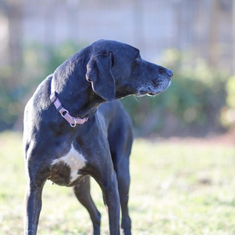 Sadie, an adoptable Black Labrador Retriever, Mixed Breed in Natchitoches, LA, 71457 | Photo Image 4