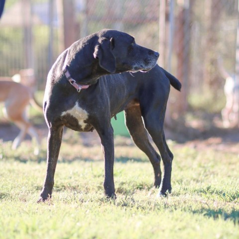 Sadie, an adoptable Black Labrador Retriever, Mixed Breed in Natchitoches, LA, 71457 | Photo Image 4