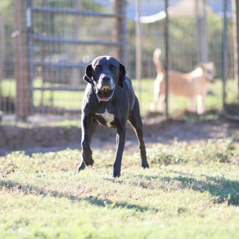 Sadie, an adoptable Black Labrador Retriever, Mixed Breed in Natchitoches, LA, 71457 | Photo Image 5