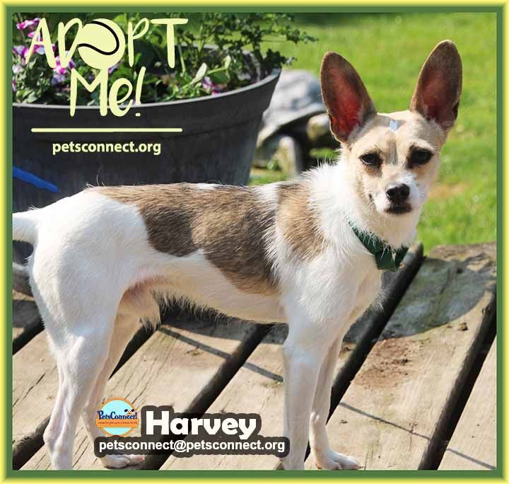 Fox terrier chihuahua hot sale mix for sale