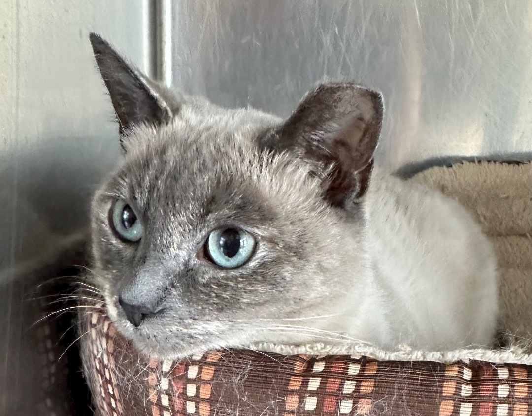 Samantha!!!, an adoptable Siamese, Snowshoe in Manalapan, NJ, 07726 | Photo Image 2