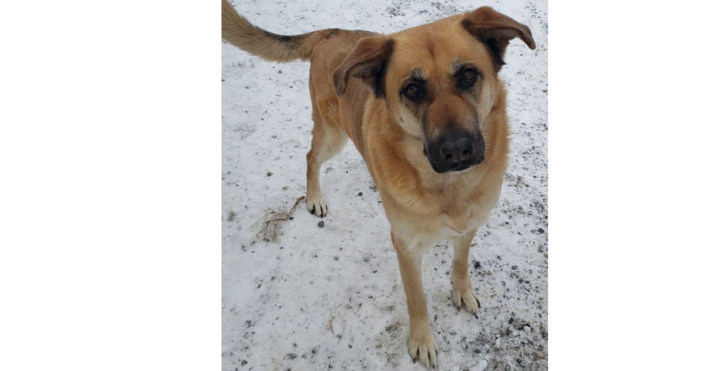Chloe, an adoptable German Shepherd Dog, Retriever in Challis, ID, 83226 | Photo Image 1