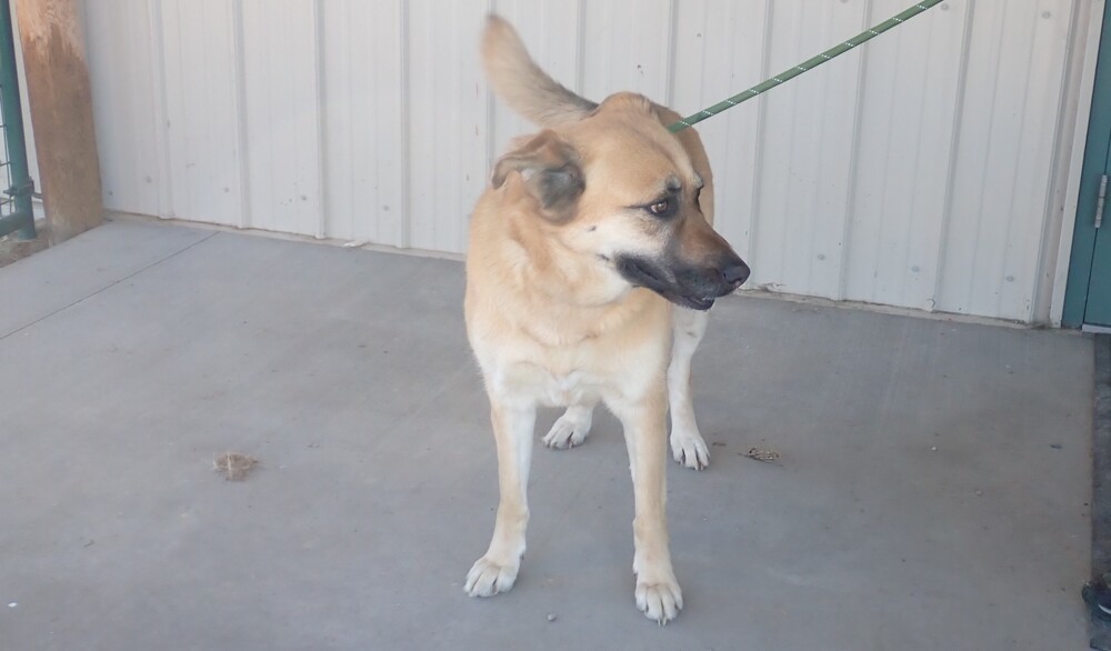 Chloe, an adoptable German Shepherd Dog, Retriever in Challis, ID, 83226 | Photo Image 2