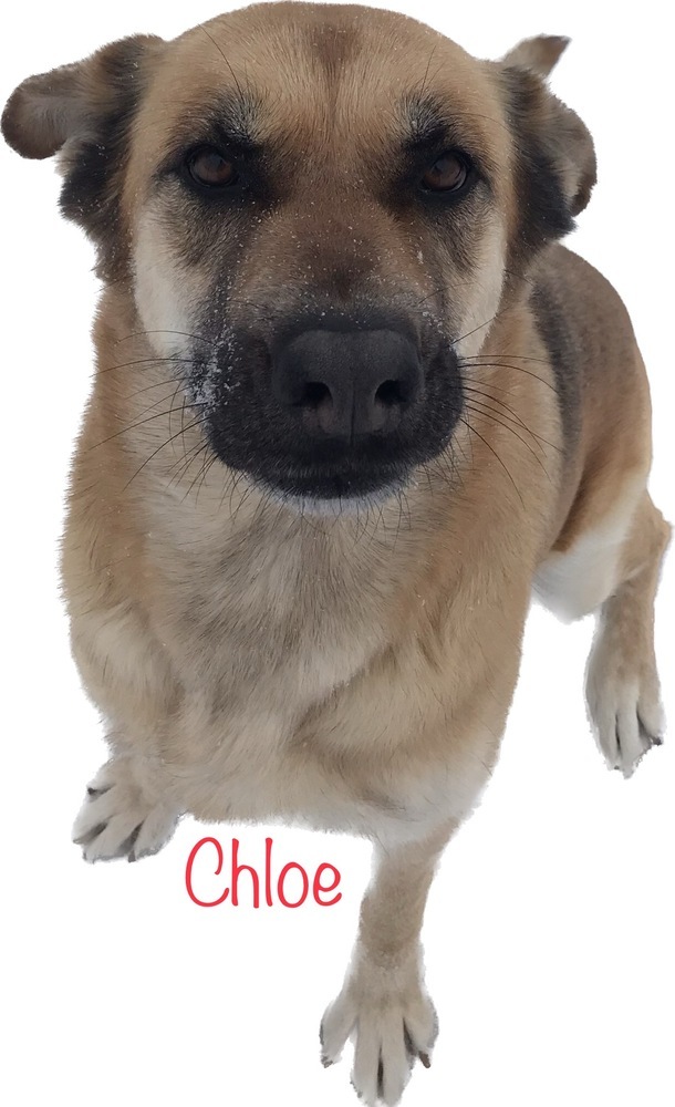 Chloe, an adoptable German Shepherd Dog, Retriever in Challis, ID, 83226 | Photo Image 3