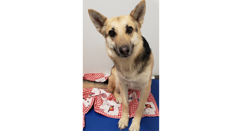Mama, an adoptable German Shepherd Dog in Challis, ID, 83226 | Photo Image 1