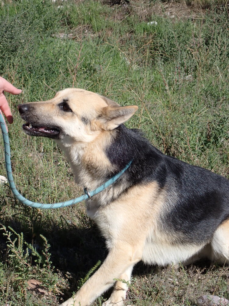 Mama, an adoptable German Shepherd Dog in Challis, ID, 83226 | Photo Image 2