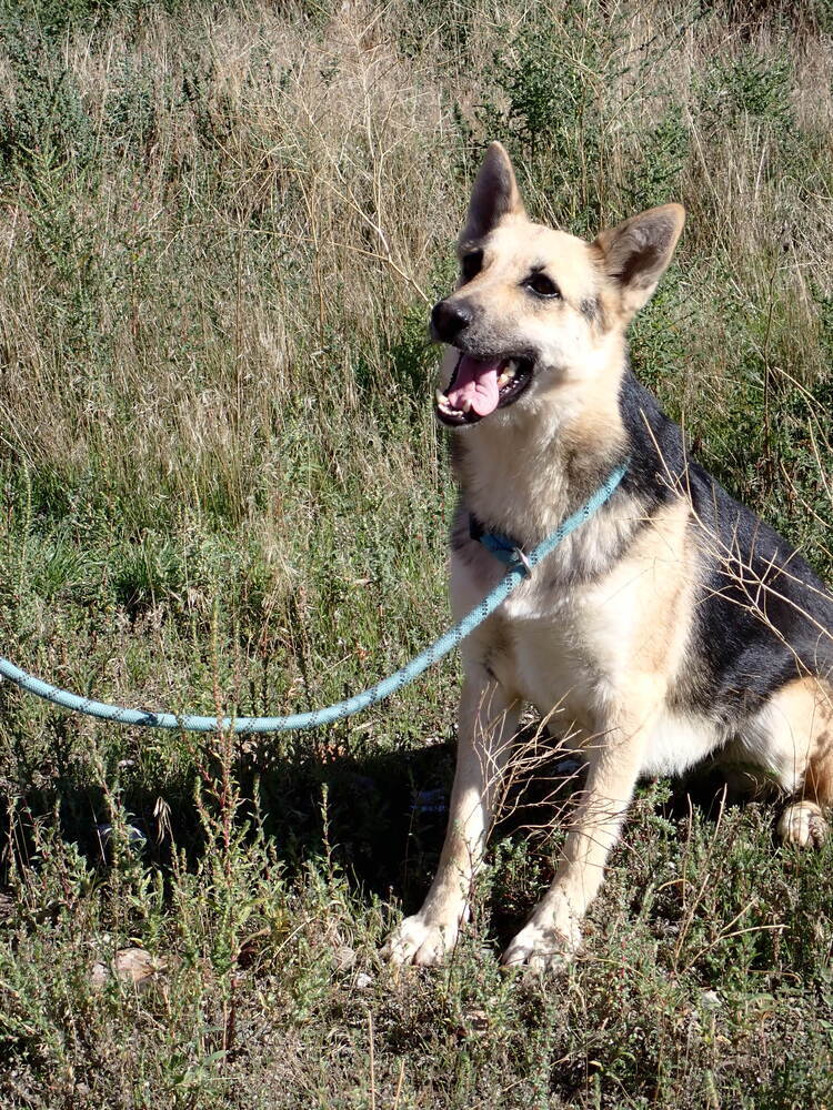 Mama, an adoptable German Shepherd Dog in Challis, ID, 83226 | Photo Image 3
