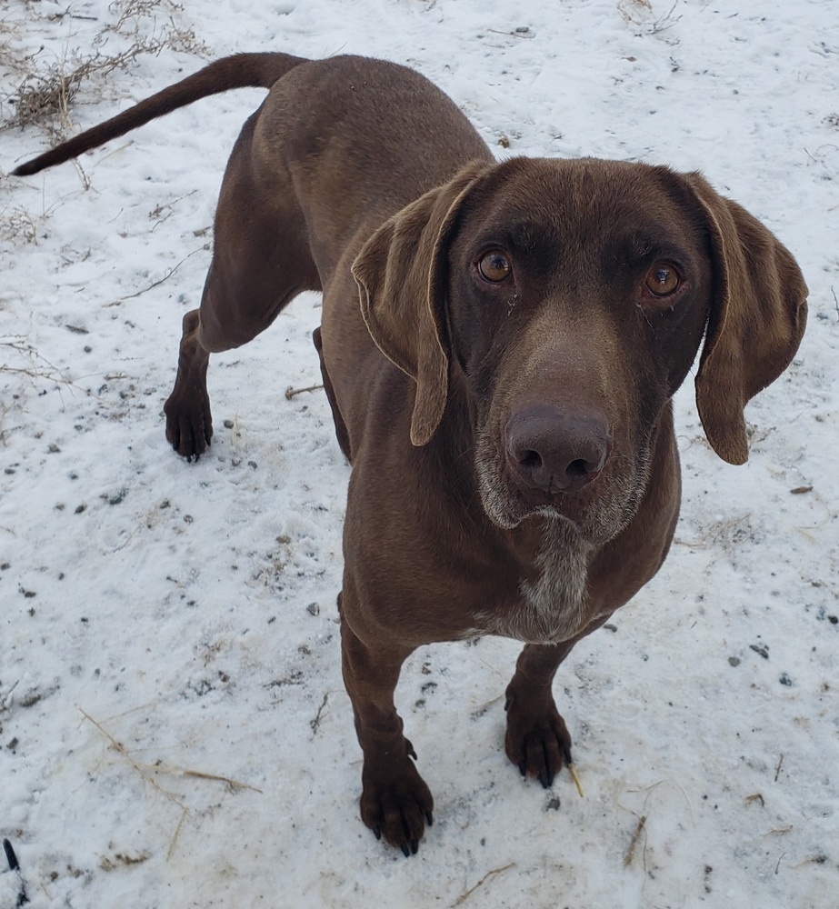 Jasper, an adoptable Weimaraner, Coonhound in Challis, ID, 83226 | Photo Image 1