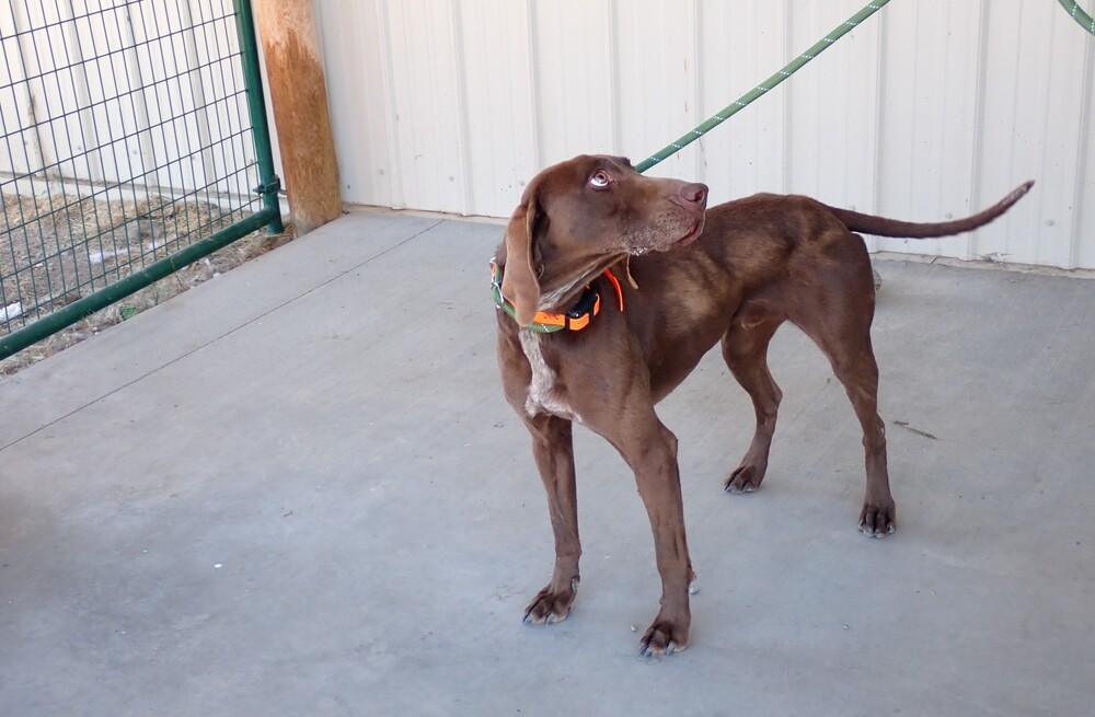 Jasper, an adoptable Weimaraner, Coonhound in Challis, ID, 83226 | Photo Image 2
