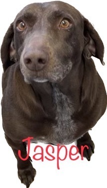 Jasper, an adoptable Weimaraner, Coonhound in Challis, ID, 83226 | Photo Image 3