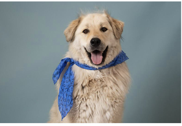 Eiso, an adoptable Great Pyrenees in Challis, ID, 83226 | Photo Image 1
