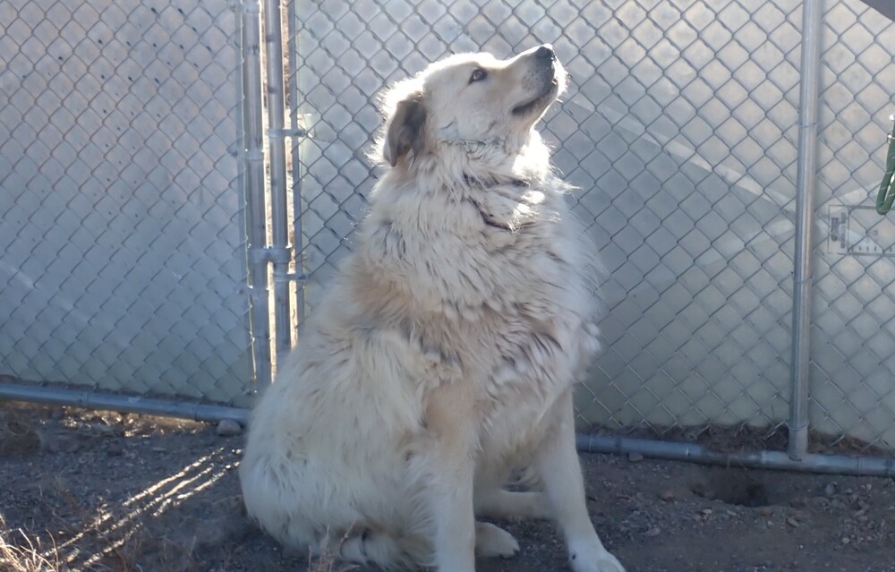 Eiso, an adoptable Great Pyrenees in Challis, ID, 83226 | Photo Image 2