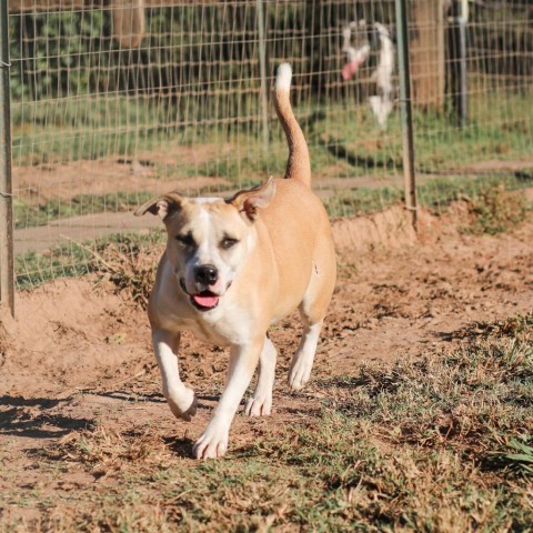 Ella, an adoptable Pit Bull Terrier, Mixed Breed in Natchitoches, LA, 71457 | Photo Image 1