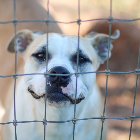 Ella, an adoptable Pit Bull Terrier, Mixed Breed in Natchitoches, LA, 71457 | Photo Image 3