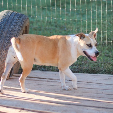 Ella, an adoptable Pit Bull Terrier, Mixed Breed in Natchitoches, LA, 71457 | Photo Image 3