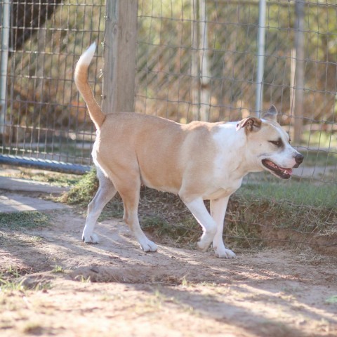 Ella, an adoptable Pit Bull Terrier, Mixed Breed in Natchitoches, LA, 71457 | Photo Image 4