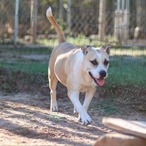 Ella, an adoptable Pit Bull Terrier, Mixed Breed in Natchitoches, LA, 71457 | Photo Image 5