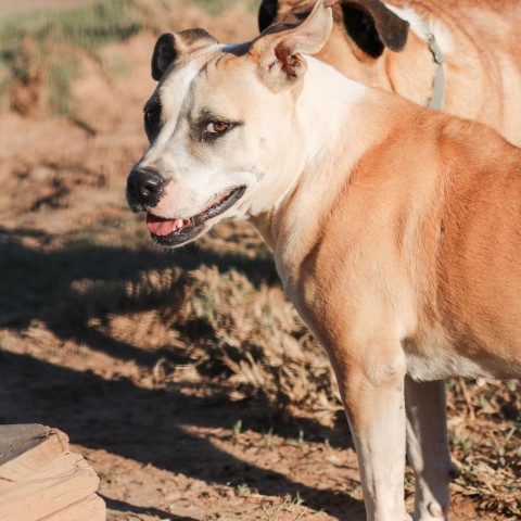 Ella, an adoptable Pit Bull Terrier, Mixed Breed in Natchitoches, LA, 71457 | Photo Image 6