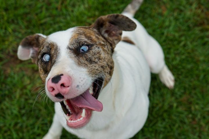 Hope, an adopted Jack Russell Terrier & Catahoula Leopard Dog Mix in Sheridan, AR_image-1