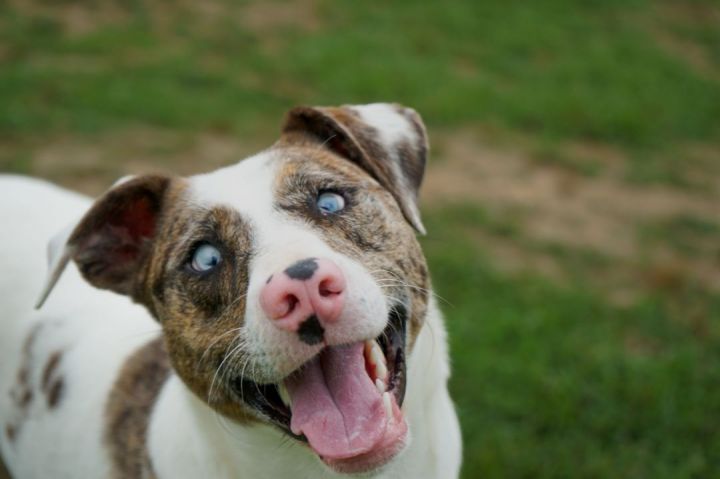Hope, an adopted Jack Russell Terrier & Catahoula Leopard Dog Mix in Sheridan, AR_image-4