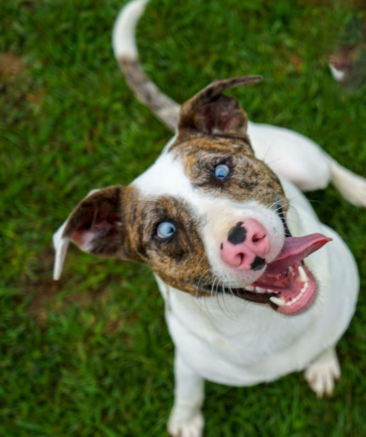 Hope, an adopted Jack Russell Terrier & Catahoula Leopard Dog Mix in Sheridan, AR_image-5