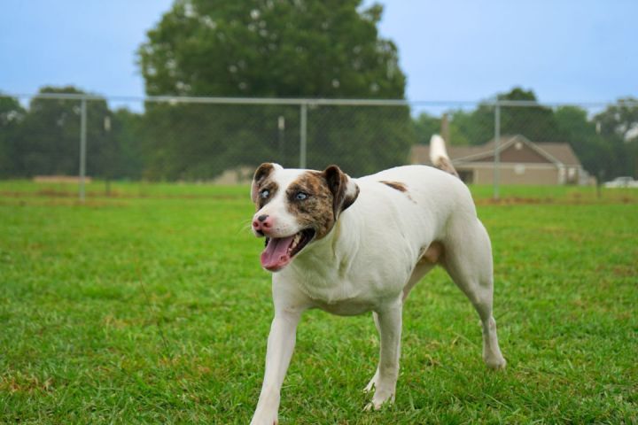 Hope, an adopted Jack Russell Terrier & Catahoula Leopard Dog Mix in Sheridan, AR_image-6