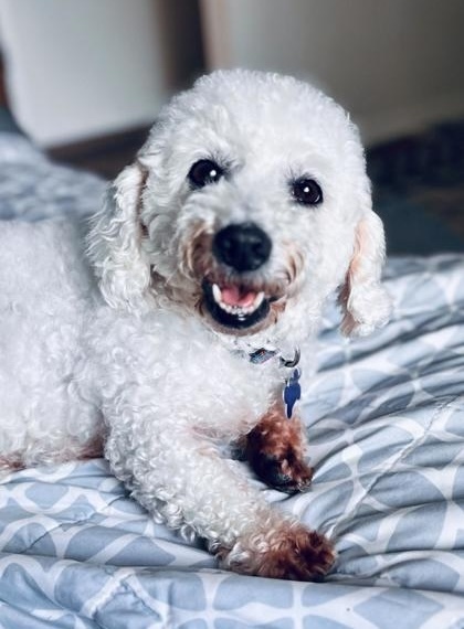 Opal, an adoptable Bichon Frise, Mixed Breed in West Allis, WI, 53214 | Photo Image 1