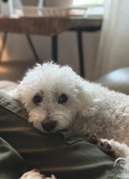 Opal, an adoptable Bichon Frise, Mixed Breed in West Allis, WI, 53214 | Photo Image 1