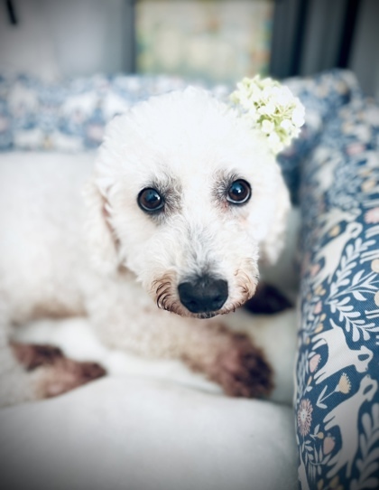 Opal, an adoptable Bichon Frise, Mixed Breed in West Allis, WI, 53214 | Photo Image 2