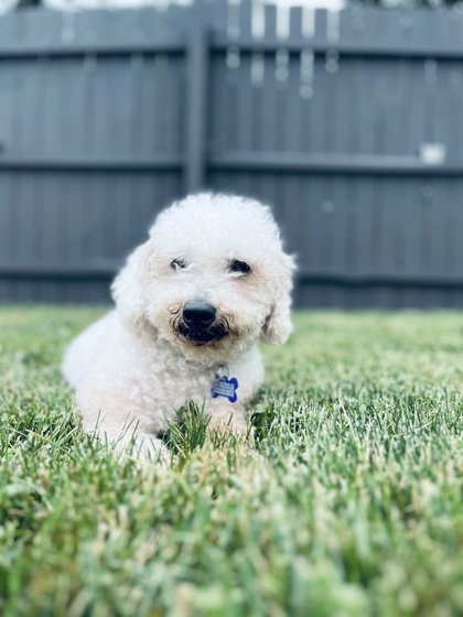Opal, an adoptable Bichon Frise, Mixed Breed in West Allis, WI, 53214 | Photo Image 3