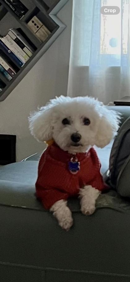 Opal, an adoptable Bichon Frise, Mixed Breed in West Allis, WI, 53214 | Photo Image 3