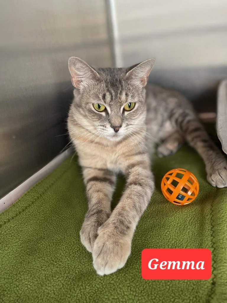 GEMMA, an adoptable Domestic Short Hair in Marianna, FL, 32447 | Photo Image 1