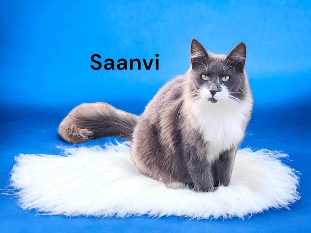 Saanvi, an adoptable Domestic Long Hair in Nashville, GA, 31639 | Photo Image 1