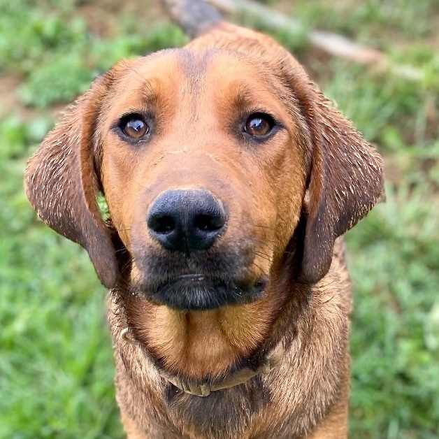 Photo of Young Male Coonhound Brown / Chocolate, Red / Chestnut / Orange