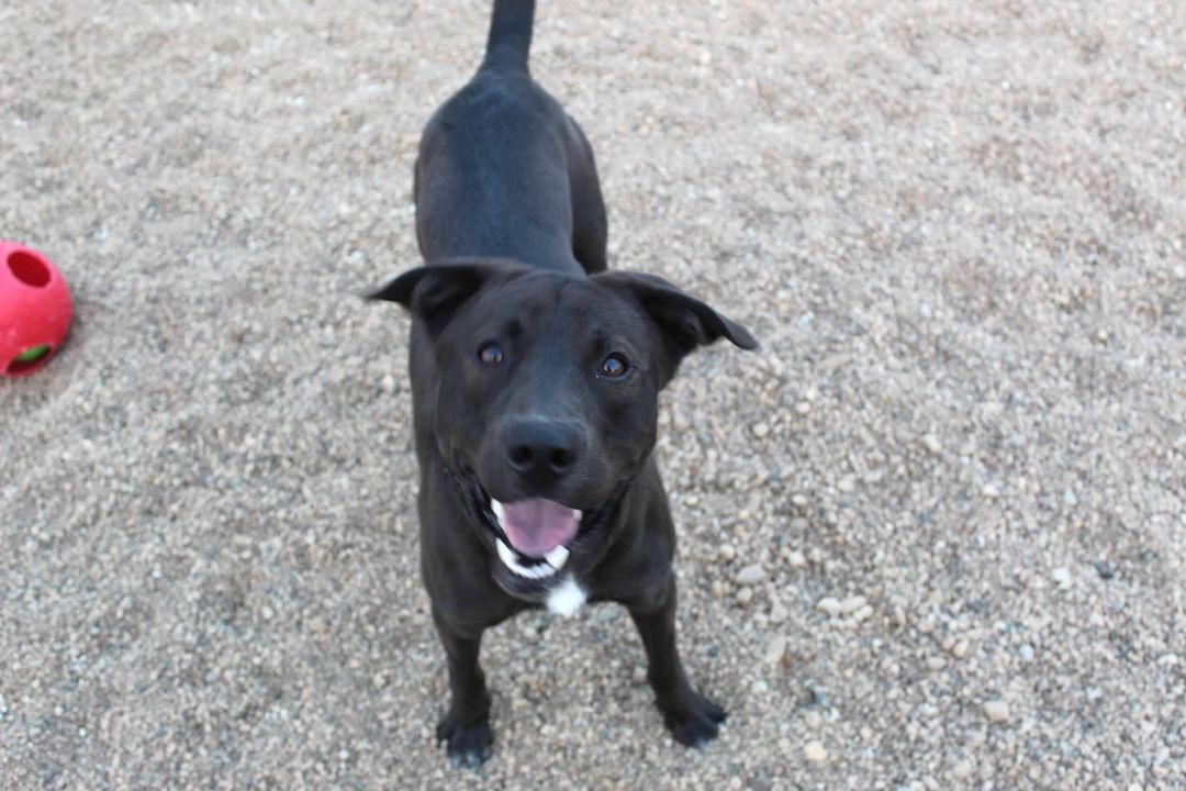 Max, an adoptable Black Labrador Retriever in Pierre, SD, 57501 | Photo Image 1