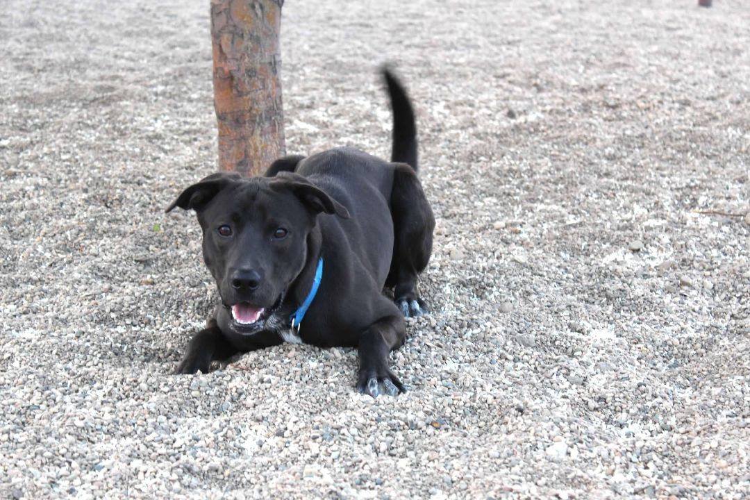 Max, an adoptable Black Labrador Retriever in Pierre, SD, 57501 | Photo Image 3