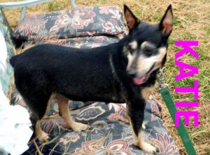 Dog for adoption - Hank, a Pomeranian & Husky Mix in Frankfort, KY