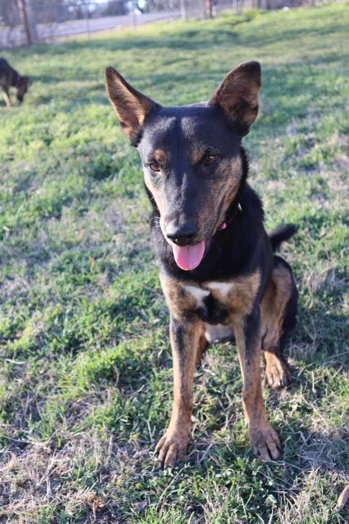 Zelly, an adoptable Shepherd Mix in Weatherford, TX_image-1