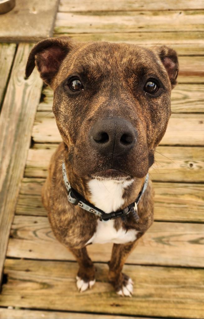 Luke, an adoptable Plott Hound, Mixed Breed in St. Augustine, FL, 32084 | Photo Image 1