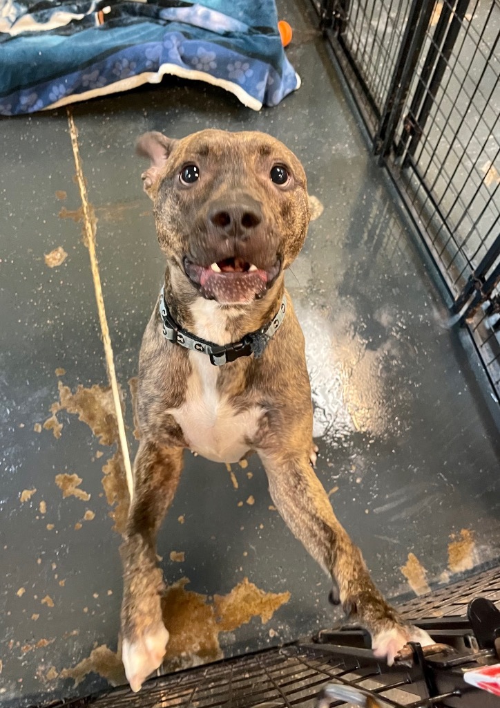 Luke, an adoptable Plott Hound, Mixed Breed in St. Augustine, FL, 32084 | Photo Image 2