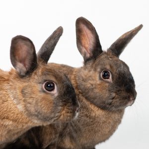 Smalls / Biggie, Adult Female Bunny Rabbit