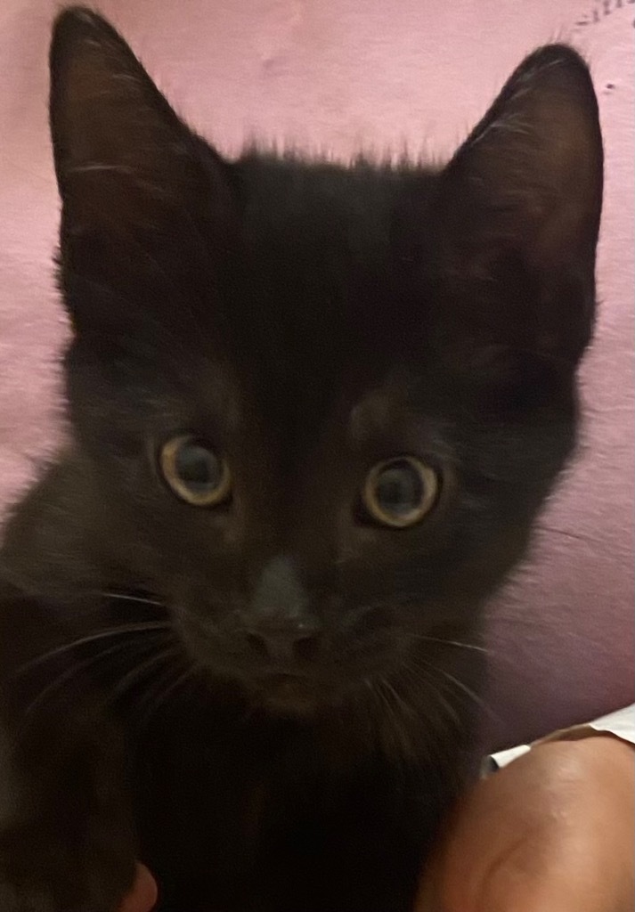 BOGEY, an adoptable Domestic Short Hair in Elizabethton, TN, 37643 | Photo Image 2