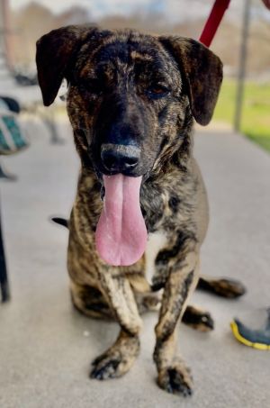 LENNON, Adult Male Basset Hound