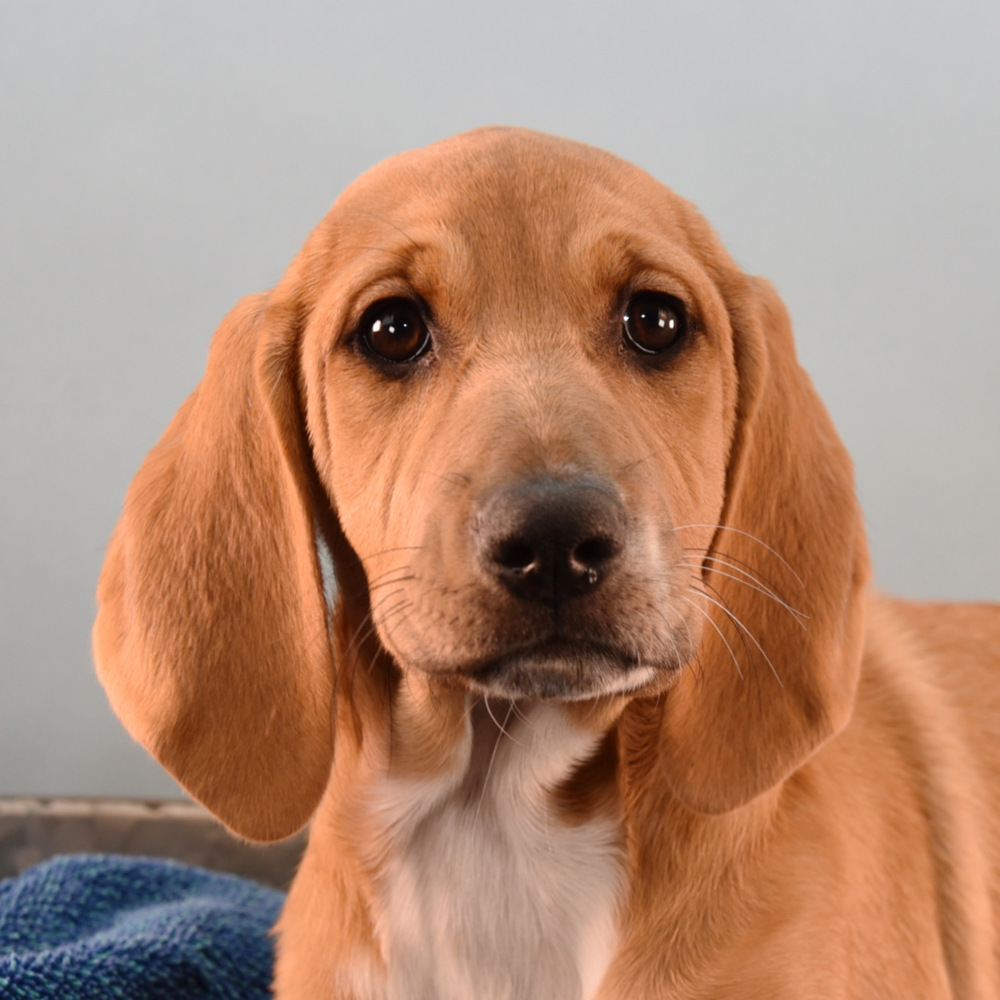 Dog for adoption PBS Litter Nova, a Bloodhound & Basset Hound Mix in Lakewood, |