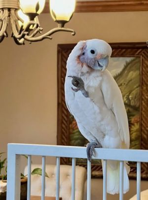 Luna, Adult Female Cockatoo