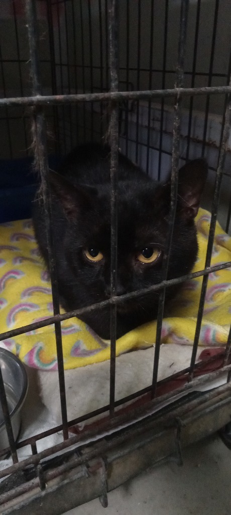 William, an adoptable Domestic Short Hair in Hartsville, SC, 29550 | Photo Image 2