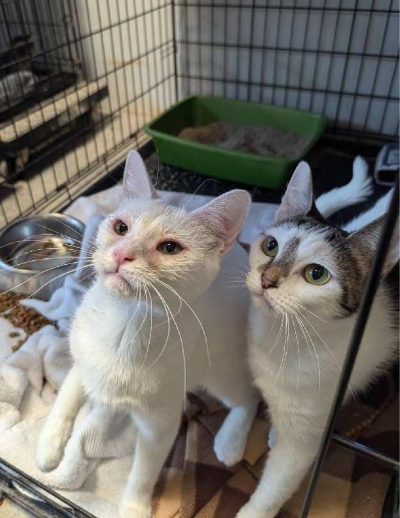 Pearl, an adoptable Domestic Long Hair in Darlington, SC, 29532 | Photo Image 1