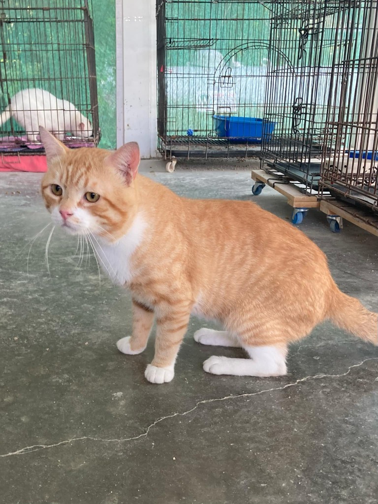 Felix, an adoptable Domestic Short Hair in Darlington, SC, 29532 | Photo Image 1