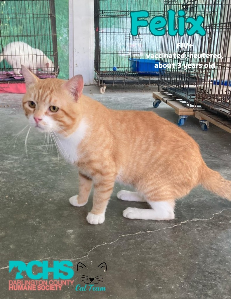 Felix, an adoptable Domestic Short Hair in Darlington, SC, 29532 | Photo Image 5